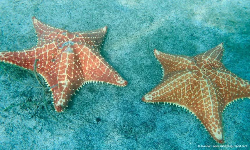 Starfish Beach